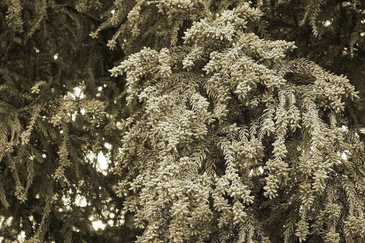 アレルギー性鼻炎・花粉症の画像